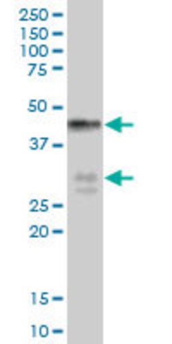 BNIPL, Mouse anti-Human, Polyclonal Antibody, Abnova 50&mu;g; Unconjugated:Anticuerpos