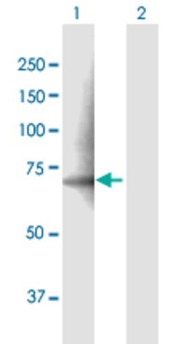 PDE12, Mouse anti-Human, Polyclonal Antibody, Abnova 50&mu;g; Unconjugated:Antibodies,