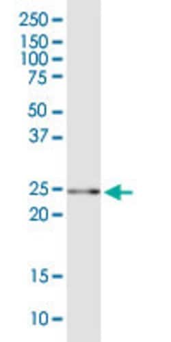 GSTA5, Mouse anti-Human, Polyclonal Antibody, Abnova 50&mu;g; Unconjugated:Antibodies,