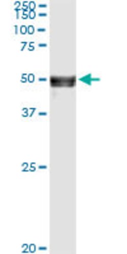 ANGPTL5, Mouse anti-Human, Clone: 1B2, Abnova 50&mu;g; Unconjugated:Antibodies,