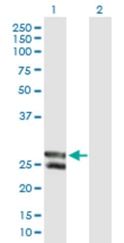 C12orf72, Mouse anti-Human, Polyclonal Antibody, Abnova 50&mu;g; Unconjugated:Antibodies,