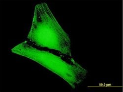 C12orf72, Mouse anti-Human, Polyclonal Antibody, Abnova 50&mu;g; Unconjugated:Antibodies,