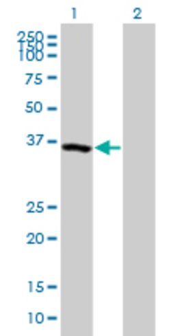 USP50, Mouse anti-Human, Polyclonal Antibody, Abnova 50&mu;L; Unconjugated:Antibodies,
