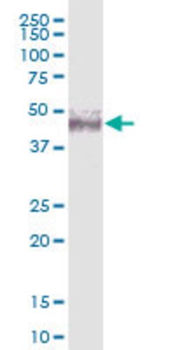 NSUN4, Mouse anti-Human, Polyclonal Antibody, Abnova 50&mu;g; Unconjugated:Antibodies,