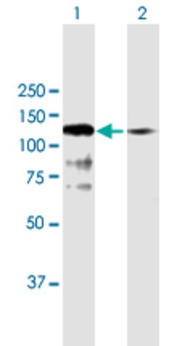 SNX19, Rabbit anti-Human, Polyclonal Antibody, Abnova 100&mu;L; Unconjugated:Antibodies,