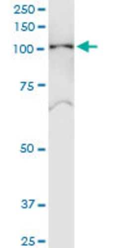 SNX19, Rabbit anti-Human, Polyclonal Antibody, Abnova 100&mu;L; Unconjugated:Antibodies,