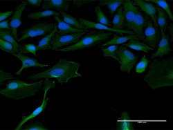 LOC541473, Mouse anti-Human, Polyclonal Antibody, Abnova 50&mu;g; Unconjugated:Antibodies,