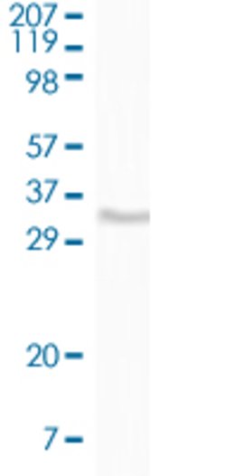 CD34, Mouse anti-Human, Clone: 4H5E7 + 9B10D4, Abnova 100&mu;L; Unconjugated:Antibodies,