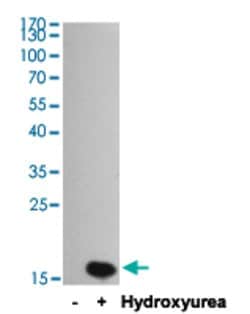 H2AFX, Mouse anti-Human, Clone: 8H4-1H11-F8, Abnova 100&mu;L; Unconjugated:Antibodies,