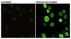 H2AFX, Mouse anti-Human, Clone: 8H4-1H11-F8, Abnova 100&mu;L; Unconjugated:Antibodies,