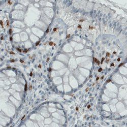 CD3E, Mouse anti-Human, Clone: CL1497, Abnova 100&mu;L; Unconjugated:Antibodies,