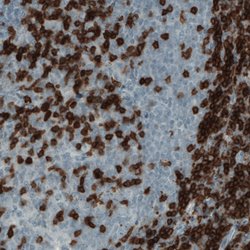 CD3E, Mouse anti-Human, Clone: CL1497, Abnova 100&mu;L; Unconjugated:Antibodies,