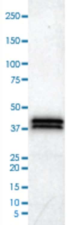 APOL1, Mouse anti-Human, Clone: CL0171, Abnova 100&mu;L; Unconjugated:Antibodies,