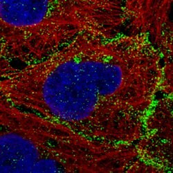 VANGL1, Mouse anti-Human, Clone: CL0241, Abnova 100&mu;L; Unconjugated:Antibodies,