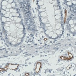 PODXL, Mouse anti-Human, Clone: CL0284, Abnova 100&mu;L; Unconjugated:Antibodies,