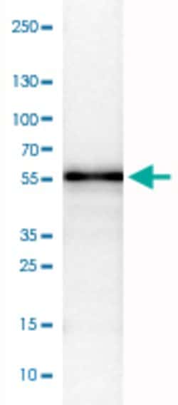 WWTR1, Mouse anti-Human, Clone: CL0370, Abnova 100&mu;L; Unconjugated:Antibodies,