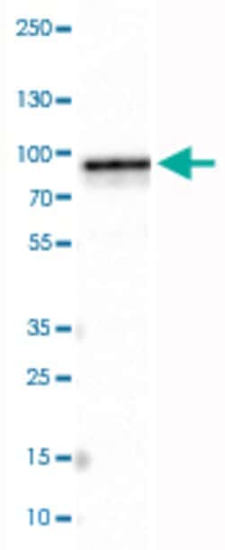 MTDH, Mouse anti-Human, Clone: CL0397, Abnova 100&mu;L; Unconjugated:Antibodies,