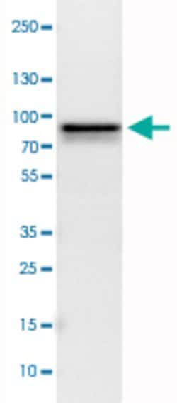 MTDH, Mouse anti-Human, Clone: CL0401, Abnova 100&mu;L; Unconjugated:Antibodies,