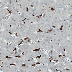CD68, Mouse anti-Human, Clone: CL1338, Abnova 100&mu;L; Unconjugated:Antibodies,
