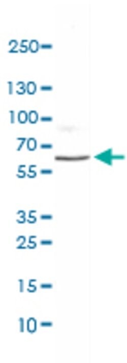 ELTD1, Mouse anti-Human, Clone: CL4164, Abnova 100&mu;L; Unconjugated:Antibodies,