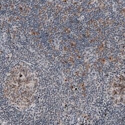 MKL1, Mouse anti-Human, Clone: CL4281, Abnova 100&mu;L; Unconjugated:Antibodies,