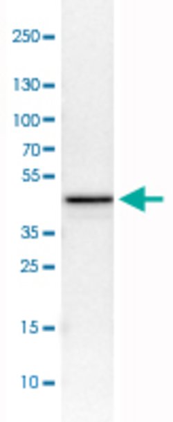 TUFM, Mouse anti-Human, Clone: CL2242, Abnova 100&mu;L; Unconjugated:Antibodies,