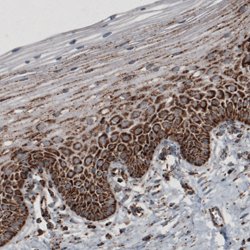 TUFM, Mouse anti-Human, Clone: CL2242, Abnova 100&mu;L; Unconjugated:Antibodies,