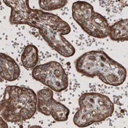 CARS, Mouse anti-Human, Clone: CL2304, Abnova 100&mu;L; Unconjugated:Antibodies,