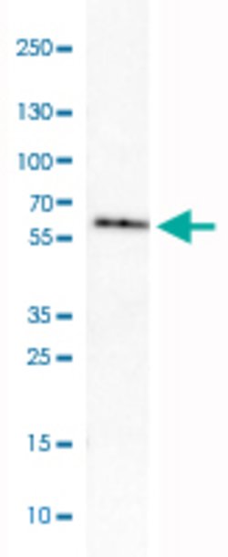 GORASP2, Mouse anti-Human, Clone: CL2522, Abnova 100&mu;L; Unconjugated:Antibodies,