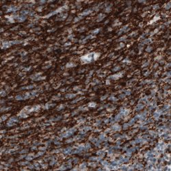 CNP, Mouse anti-Human, Clone: CL2871, Abnova 100&mu;L; Unconjugated:Antibodies,