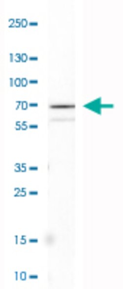 GAD1, Mouse anti-Human, Clone: CL2911, Abnova 100&mu;L; Unconjugated:Antibodies,