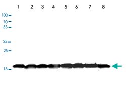 Histone H3 pan monoclonal antibody, Abnova 50&mu;g; Unconjugated:Antibodies,