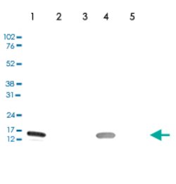 Histone H3 pan monoclonal antibody, Abnova 50&mu;g; Unconjugated:Antibodies,