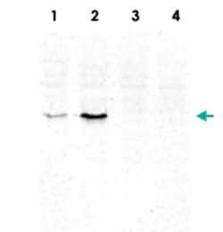 Histone H2B (K123ub) monoclonal antibody, Abnova 50&mu;g; Unconjugated:Antibodies,
