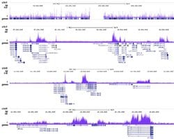 Histone H2B (K123ub) monoclonal antibody, Abnova 50&mu;g; Unconjugated:Antibodies,