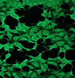 PRKCE, Rabbit anti-Human, Clone: G13-X, Abnova 100&mu;L; Unconjugated:Antibodies,