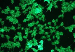 MAPK3, Rabbit anti-Human, Clone: G15-B, Abnova 100&mu;L; Unconjugated:Antibodies,