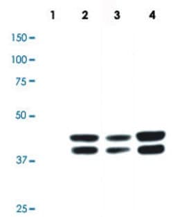 MAPK3, Rabbit anti-Human, Clone: G15-B, Abnova 100&mu;L; Unconjugated:Antibodies,