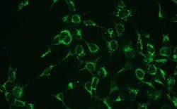 BAX, Rabbit anti-Human, Clone: G26-R, Abnova 50&mu;L; Unconjugated:Antibodies,