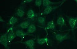 TP63, Rabbit anti-Human, Clone: C24-I, Abnova 50&mu;L; Unconjugated:Antibodies,