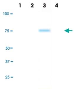 MAPK12, Rabbit anti-Human, Clone: R13-L, Abnova 50&mu;L; Unconjugated:Antibodies,