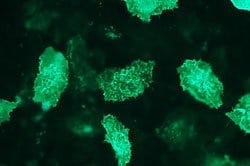 AKT2, Rabbit anti-Human, Clone: D16-H, Abnova 50&mu;L; Unconjugated:Antibodies,