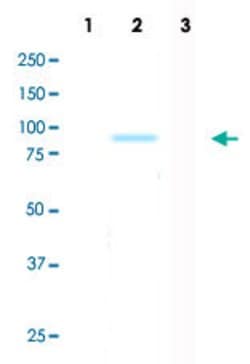 AKT2, Rabbit anti-Human, Clone: D16-H, Abnova 50&mu;L; Unconjugated:Antibodies,