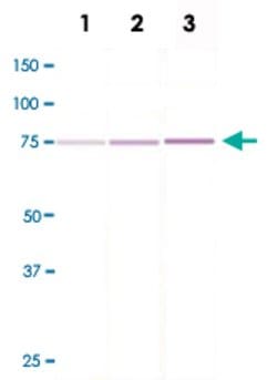 FOS, Rabbit anti-Human, Clone: A16-L, Abnova 50&mu;L; Unconjugated:Antibodies,