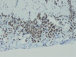 CCND1, Rabbit anti-Human, Clone: E16-I, Abnova 200 &mu;L | Buy Online | Abnova Corporation | Fisher Scientific