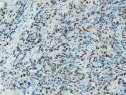 MSH2, Rabbit anti-Human, Clone: N29-D, Abnova 100&mu;L; Unconjugated:Antibodies,