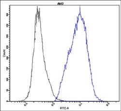 AKT2, Rabbit anti-Human, FITC, Clone: Y14-H, Abnova 100 Reactions; FITC:Antibodies,