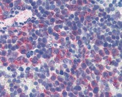 Cd69, Hamster anti-Mouse, FITC, Clone: H1.2F3, Abnova 50&mu;g; FITC:Antibodies,