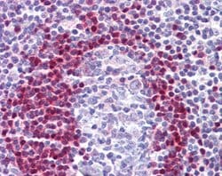 ADK, Mouse anti-Human, Clone: AT4F8, Abnova 50&mu;L; Unconjugated:Antibodies,