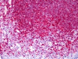 MHC Class II, Mouse anti-Human, Clone: TDR31.1, Abnova 50&mu;g; Unconjugated:Antibodies,